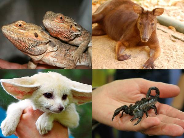 【驚愕】「これ飼ってる奴絶対エリート様やん」ってなるペットw.w.w.w.w.w.w.w.w