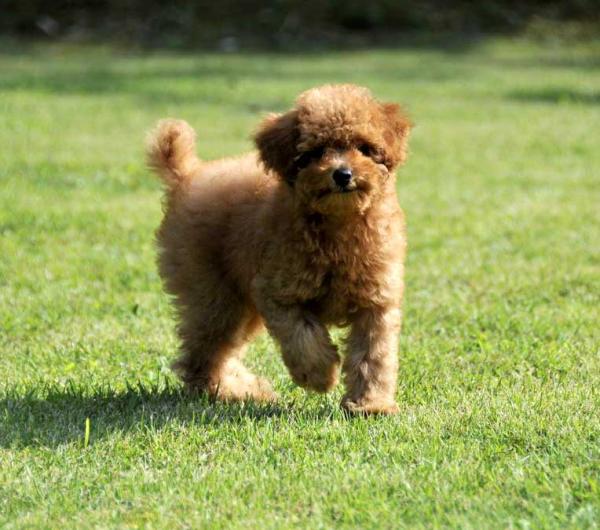 【かわいい】トイプードルとか言う賢くて毛も抜けないぐう天使wｗｗｗ