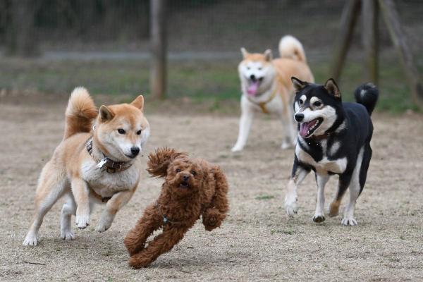 【愕然】うちのイッヌが有馬記念に出たがっているのだがｗｗｗｗ