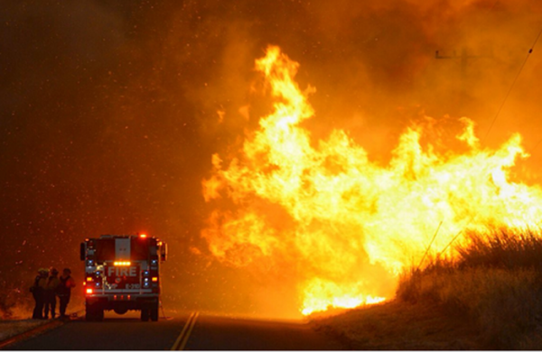 【悲報】上司のチワワを殺したサラリーマン、とんでもない方法で証拠隠滅する