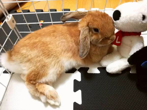 【ねこ大量】月曜の猫画像スレはこちらｗｗｗｗｗｗｗｗ