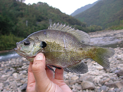 【疑問】外来種って何が悪いん？？？？？？？