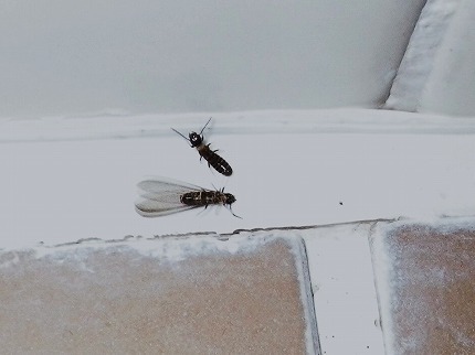 【衝撃】風呂場にアリが出てくるんやが放置したらまずい？