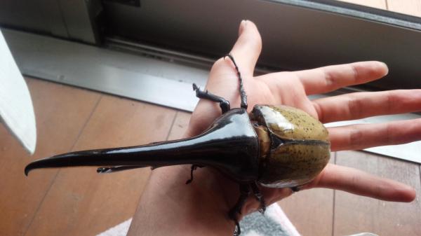 【衝撃】ワイのヘラクレスｗｗｗｗ