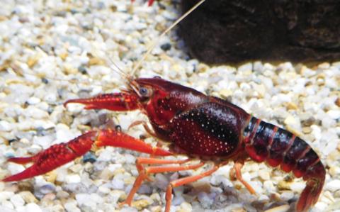 彡(^)(^)「ザリガニをアイロンにかけたろ！」ｗｗｗｗ