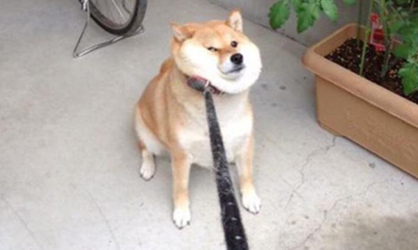 【悲報】ワイのイッヌ（12歳）、ガチで体調悪そうwwww