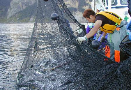 【悲報】福島の漁師「日本人は福島の魚を食え、安全だということを理解しろ」