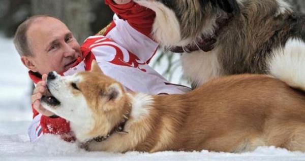 ザギトワ「秋田犬かわいい！だいすき！ほしい！」ｷｬｯｷｬ　　プーチン大統領「はぁ…」