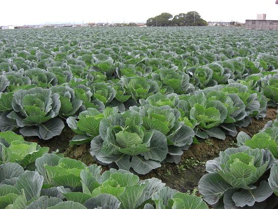 【悲報】床屋さん(63)、他人の畑のキャベツ(100円相当)をちぎり逮捕ｗｗｗｗｗ