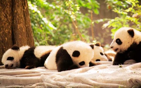 【急募】人生に疲れたときってなにすればいいの？ｗｗｗｗ