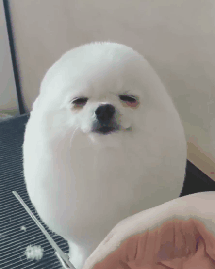 【画像】このイッヌの呼び方って何？ｗｗｗｗｗ