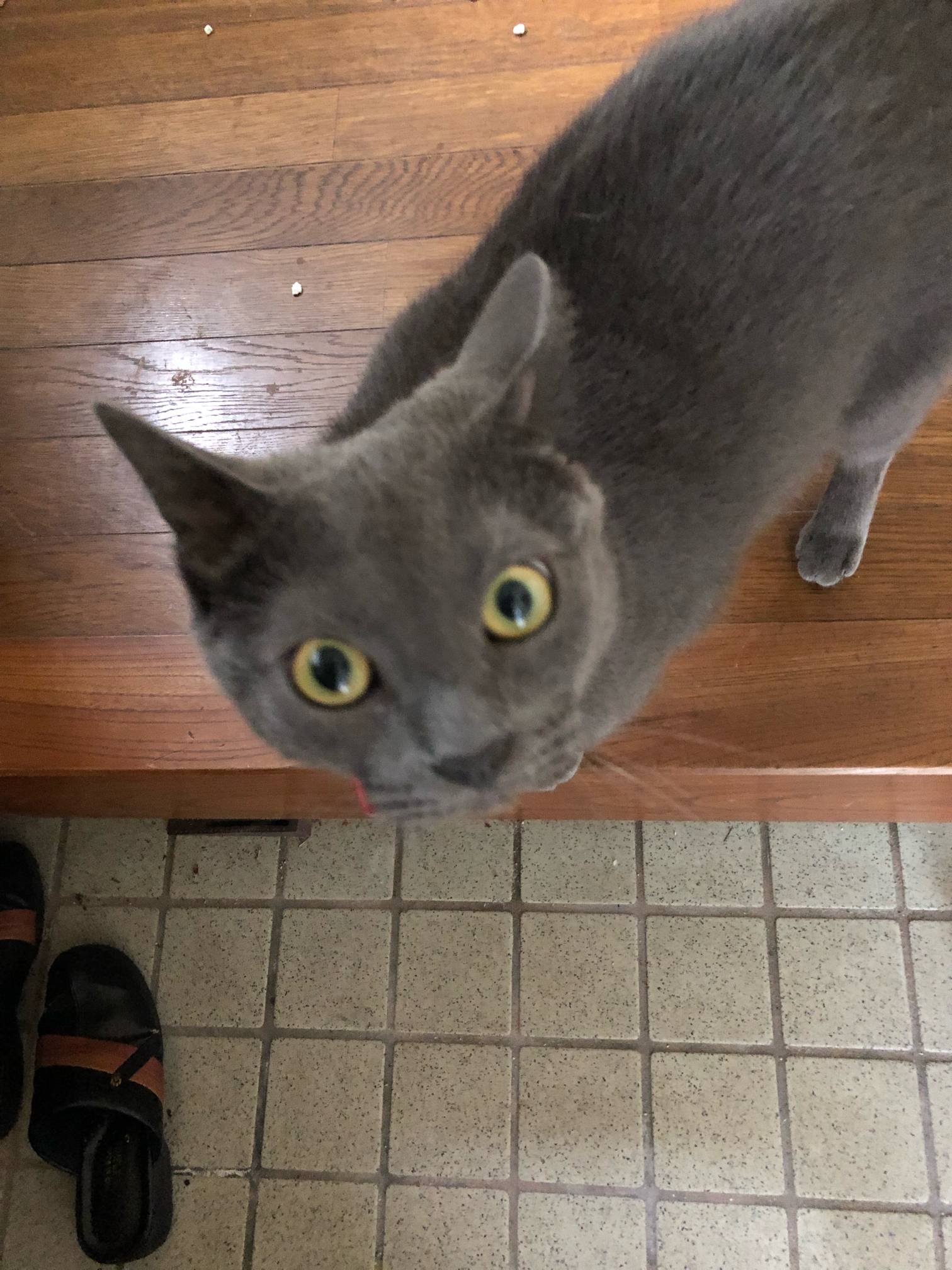 【画像】ぼくの実家の猫を見てよｗｗｗｗｗ