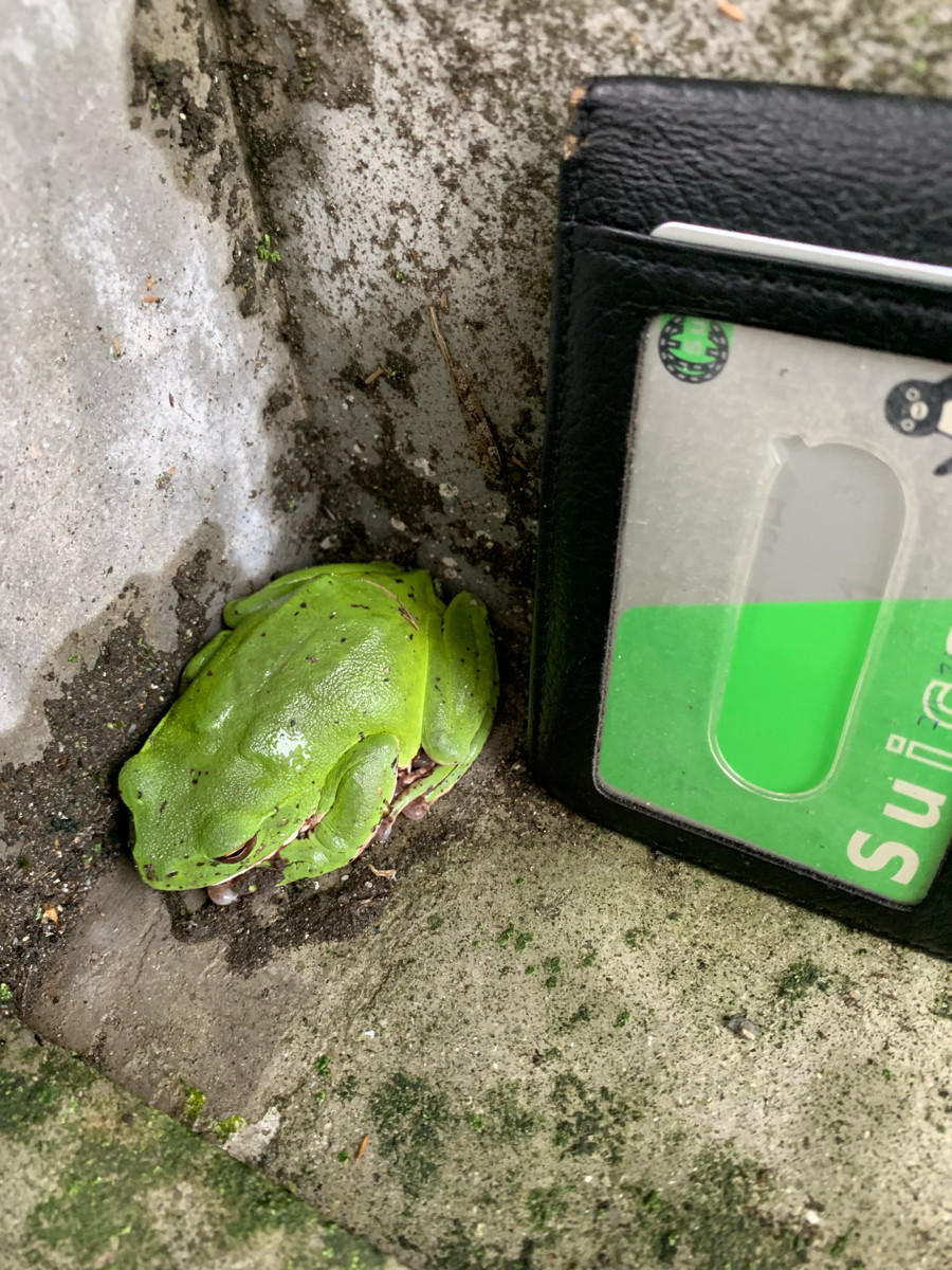 【画像】めちゃくそでかい緑のカエルいたんやけど種類わかる？ｗｗｗｗｗ