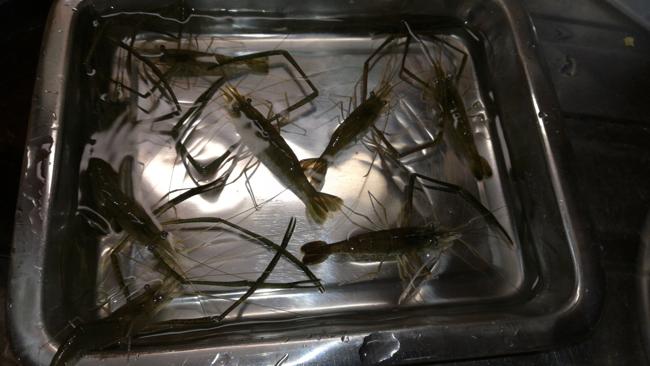 (＼´ん`)「川でエビ取ってる」