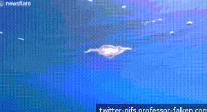 【画像】クラゲ「おっ、イルカが輪っか作ってるやんけ！近づいたろ！」