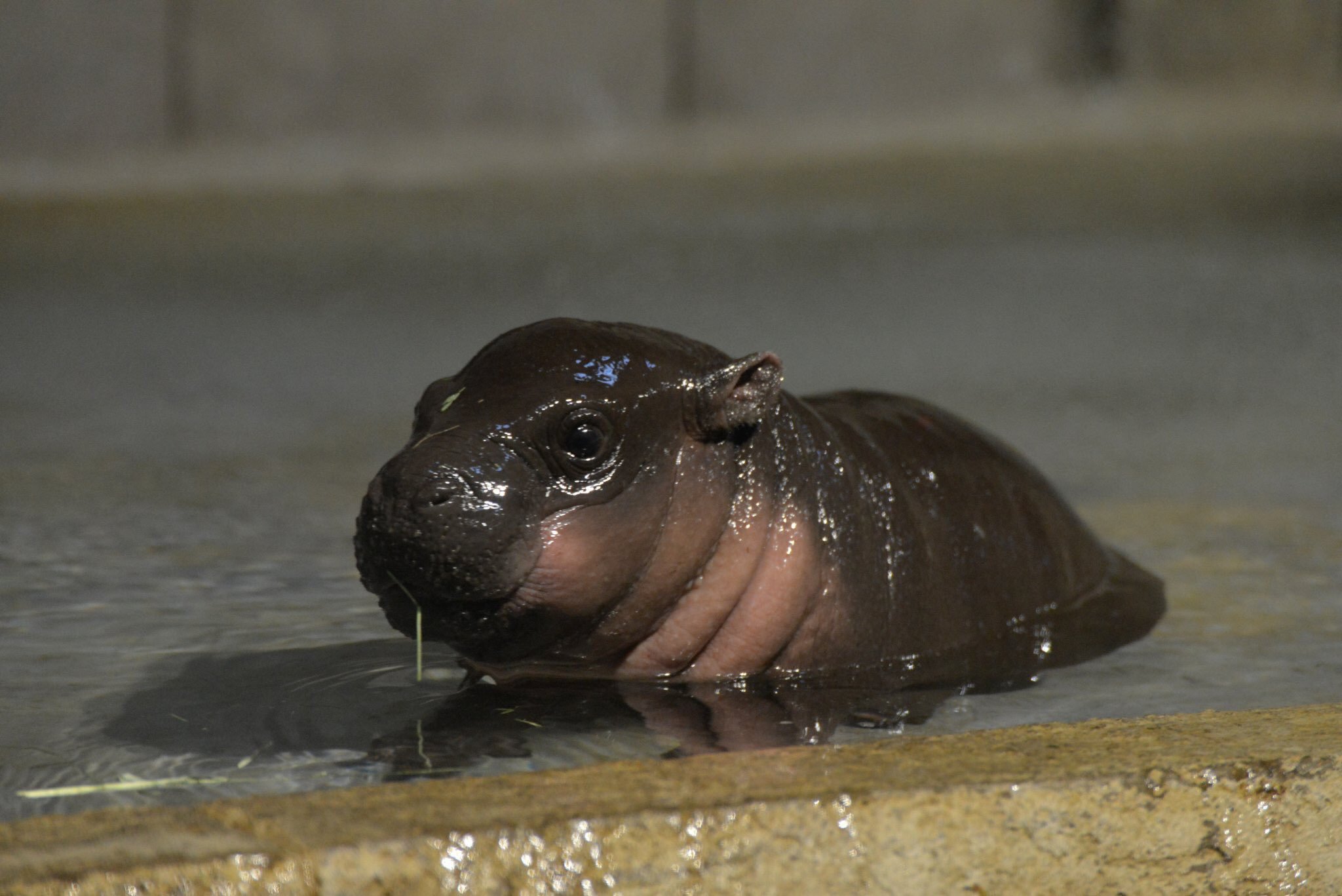 【画像】カバの赤ちゃんが可愛すぎると話題にｗｗｗｗｗ
