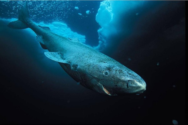 【閲覧注意】世界で最も速いとされる海洋生物ランキングBEST15がヤバすぎるｗｗｗ