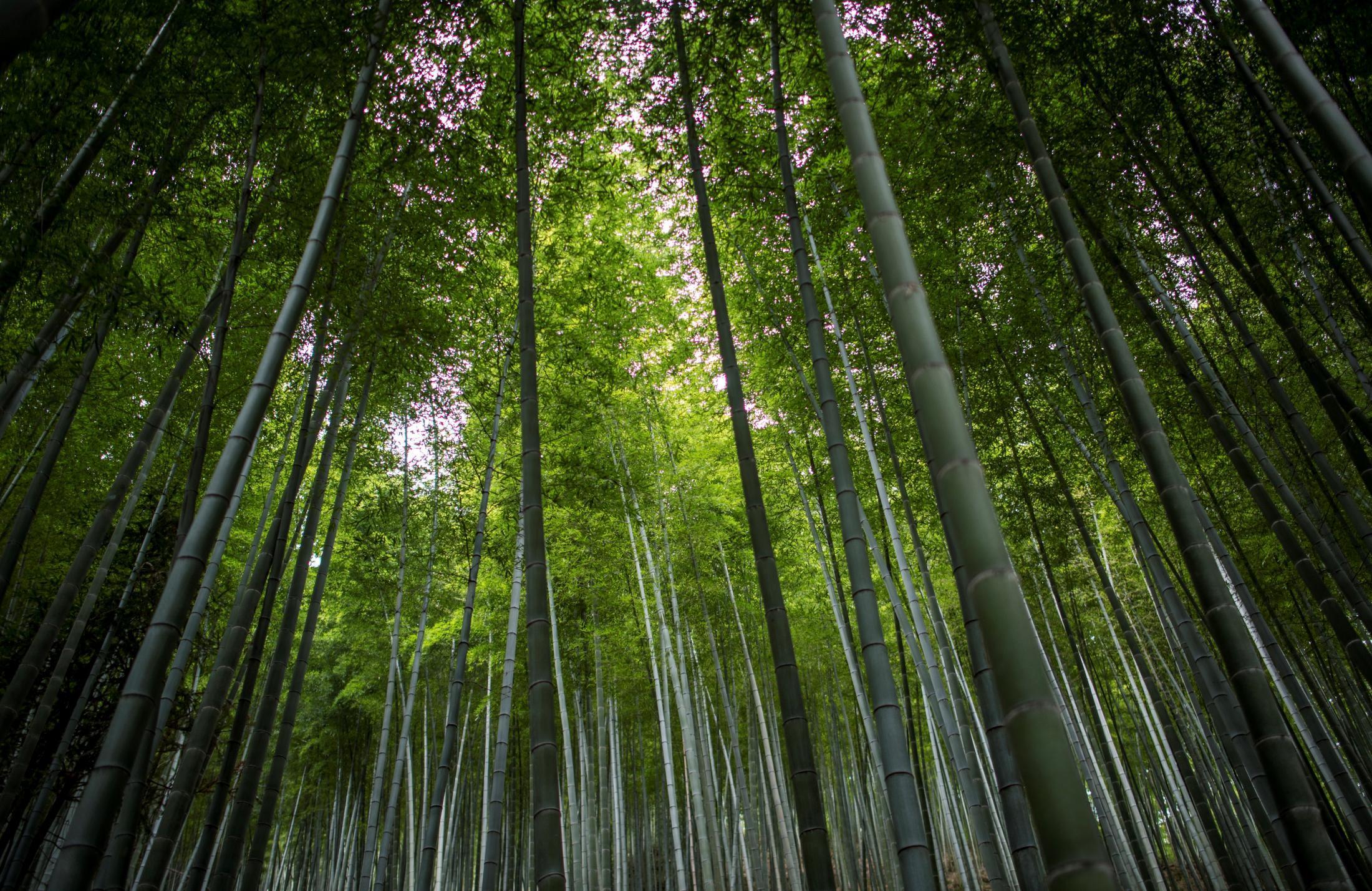 【悲報】イギリスで竹ブーム→庭を破壊しトラブルにｗｗｗ