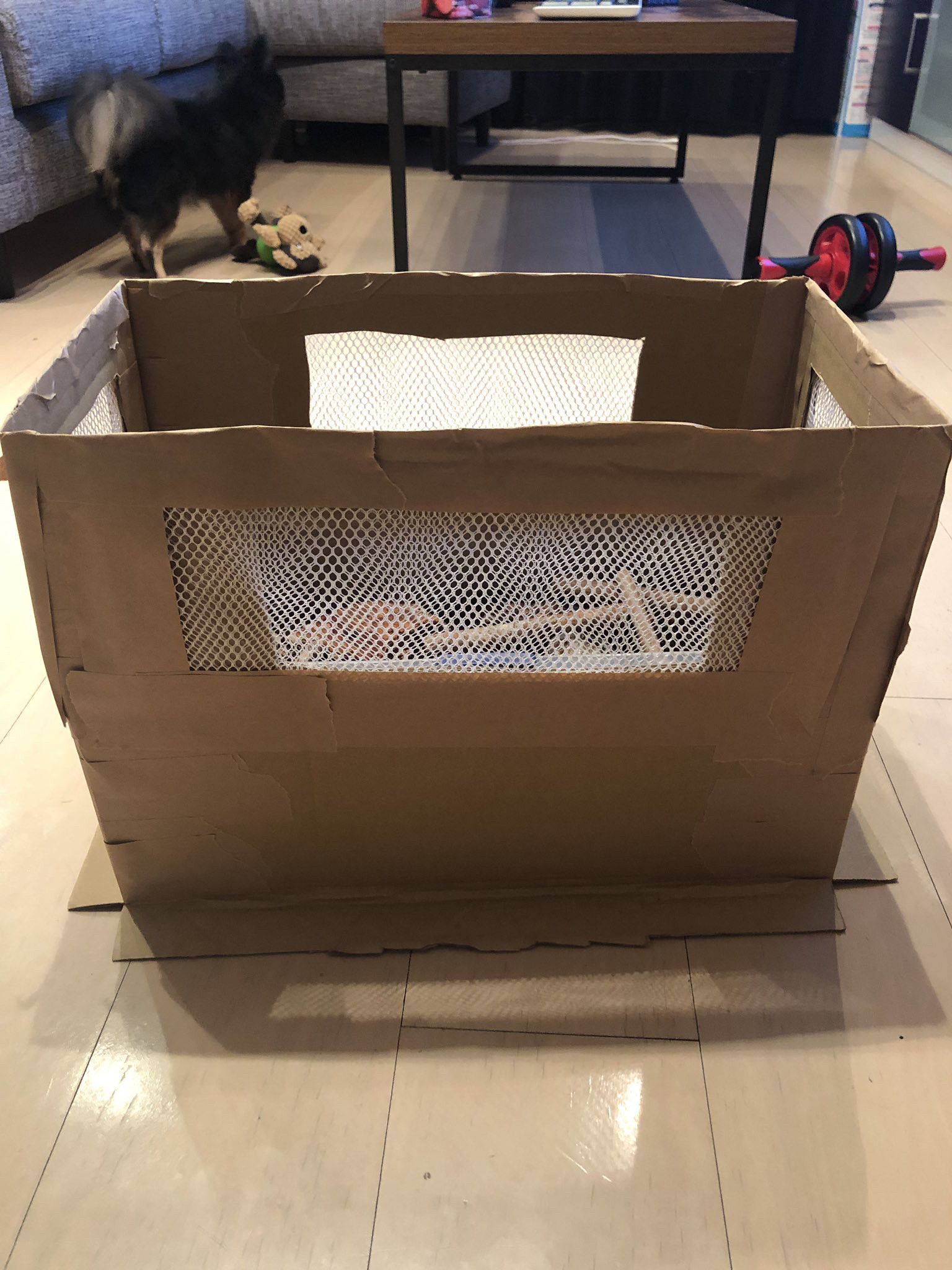 【画像】ワイ、久々にカブトムシを飼う！ｗｗｗｗ