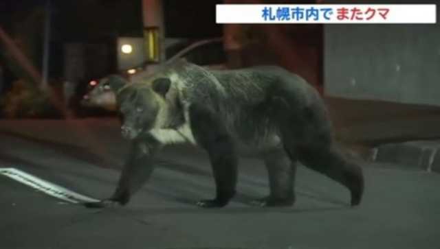 【画像】札幌の住宅街に出没したヒグマ、怖すぎるｗｗｗ