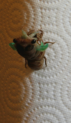 【閲覧注意】セミの羽化、ヤバ過ぎるｗｗｗｗ