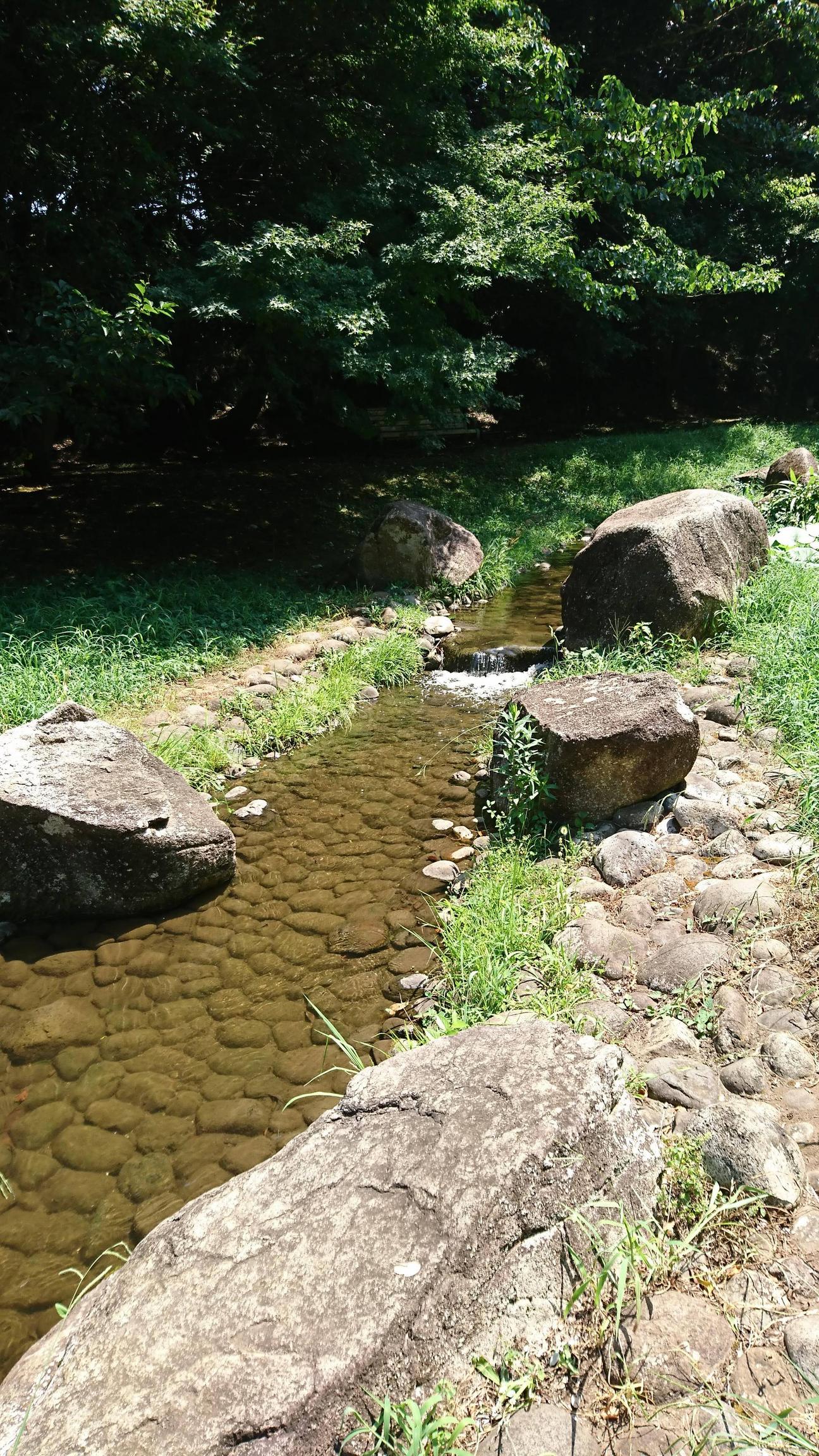 【画像】川来たｗｗｗｗ