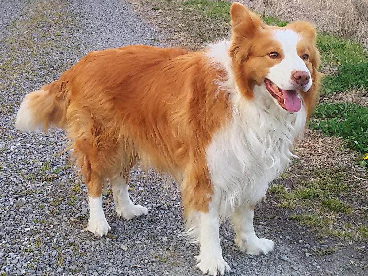 【画像】3日前に家出したイッヌ、大自然の厳しさに耐え切れず帰宅ｗｗｗｗ