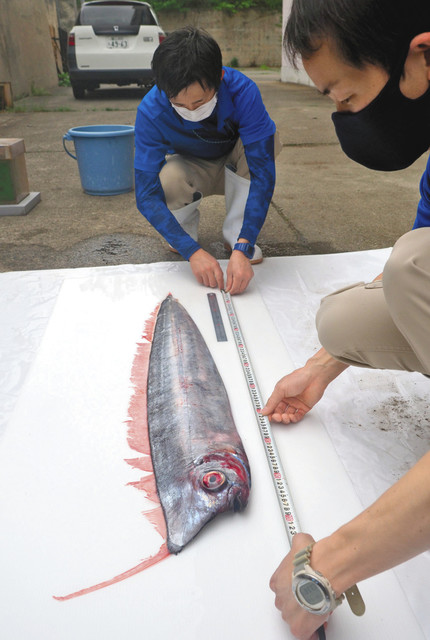 【生物】超レア魚 アカナマダが数十年ぶりに捕獲