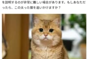 【画像】ネットで人気の猫、なぜか貶されるｗｗｗｗｗｗｗｗｗｗ