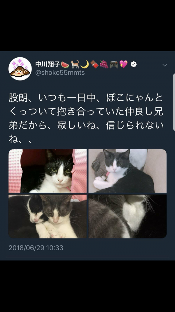 【悲報】中川翔子、他人の猫を自分の猫と偽ってTwitterに載せてしまう