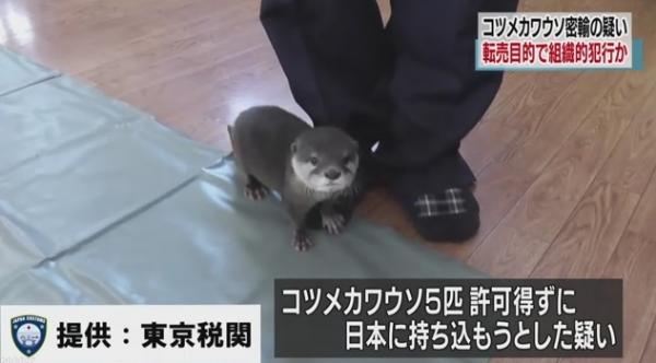 【悲報】カワウソさん、転売目的で密輸されてしまうｗｗｗｗｗｗｗｗ