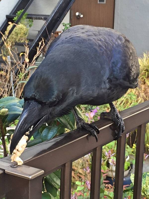 【画像】ワイ、カラスに餌を貰うｗｗｗｗｗ