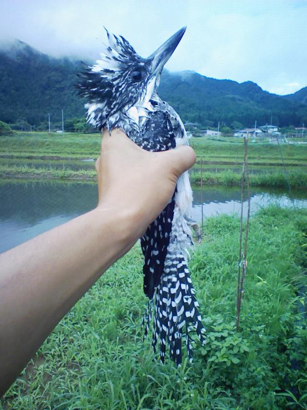 【画像】多摩川でなんか変な鳥捕まえたんだけど名前わかるやついる？ｗｗｗｗｗｗ