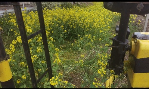 【画像】鉄道会社「もう来ないでください」地元の子供が植えた菜の花を踏みにじる撮り鉄に激怒ｗｗｗｗｗｗ