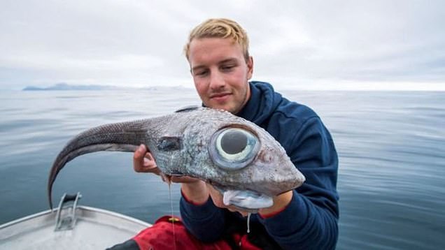 【画像】ノルウェーでとんでもない魚が取れてしまうｗｗｗ