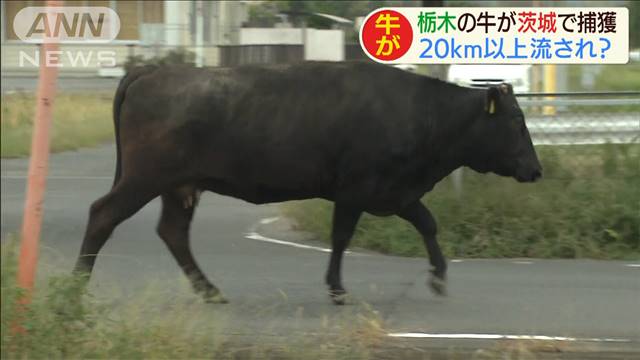 【台風19号】栃木から茨城に流されたか、「牛が河川敷を歩いている」通報相次ぐｗｗｗ