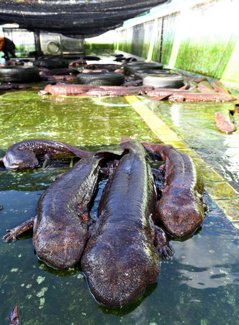 【画像】 外来種と交雑したオオサンショウウオ、廃校のプールなどに大量に隔離されていたｗｗｗ