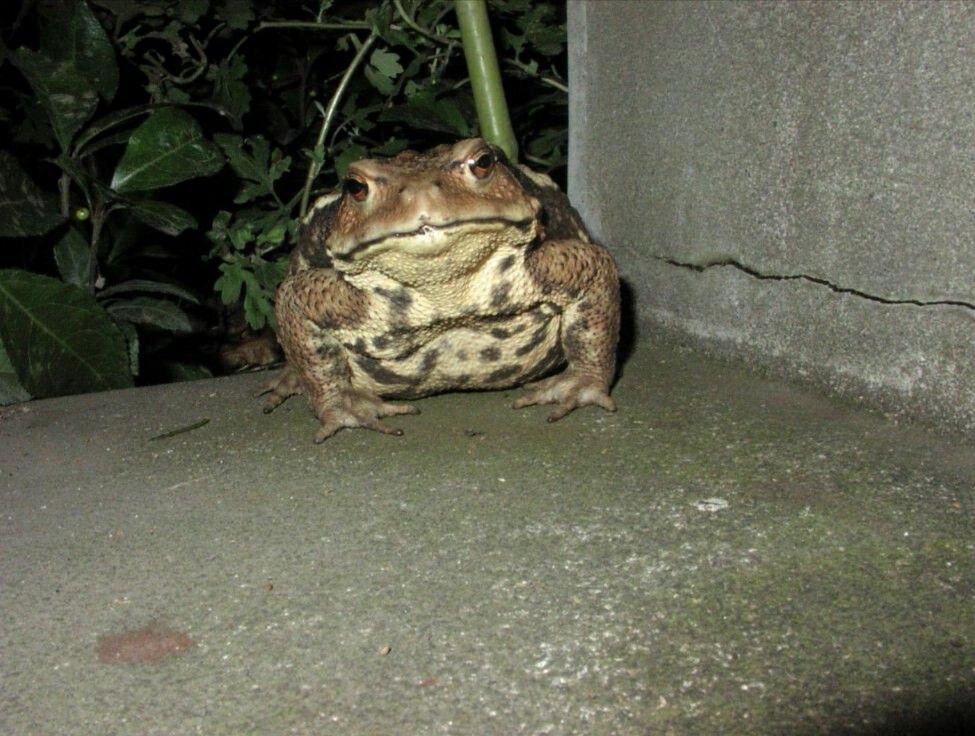 【画像】玄関にクッソでかいカエルおったンゴｗｗ