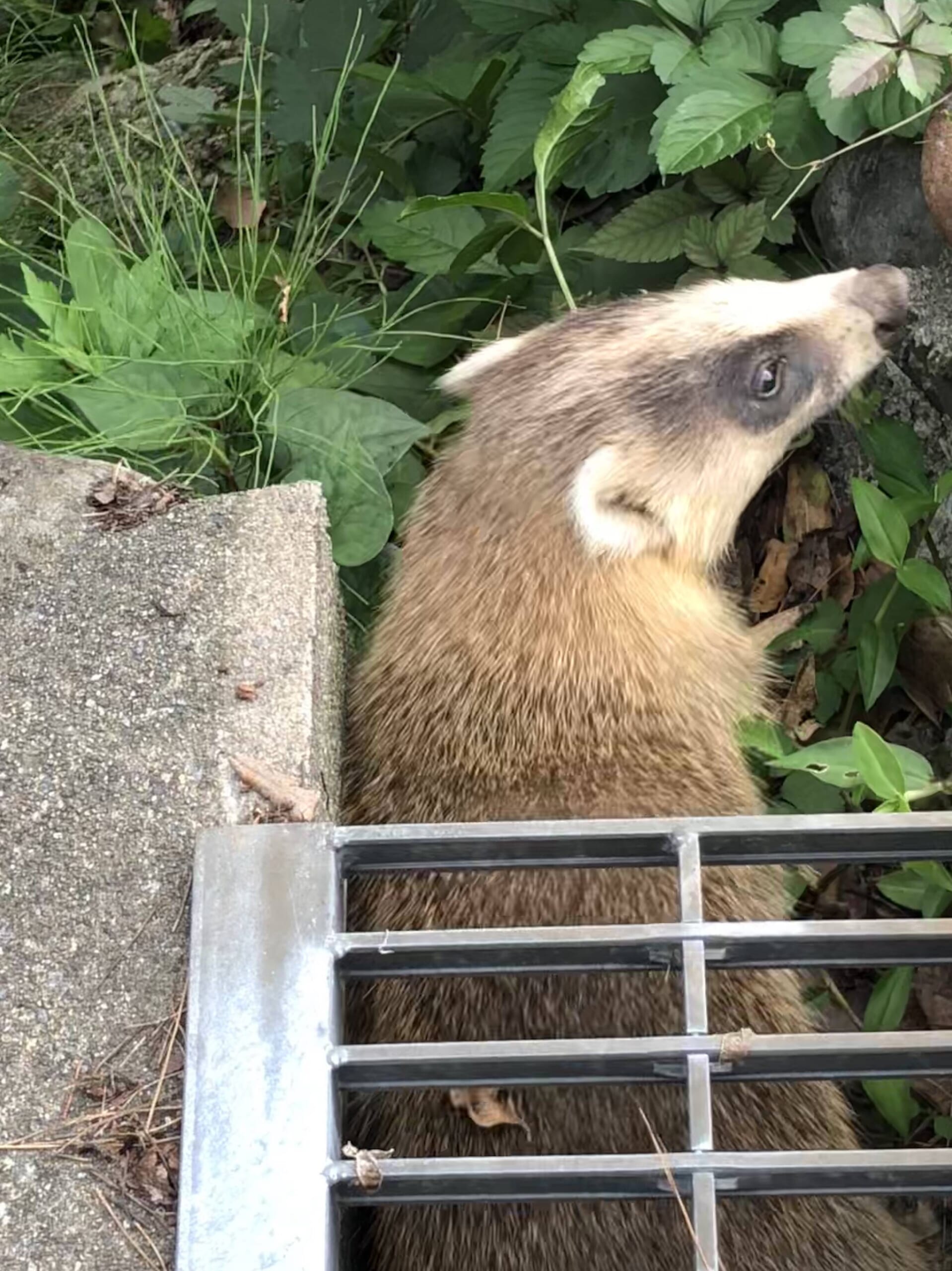 庭に変なタヌキおったｗwｗ