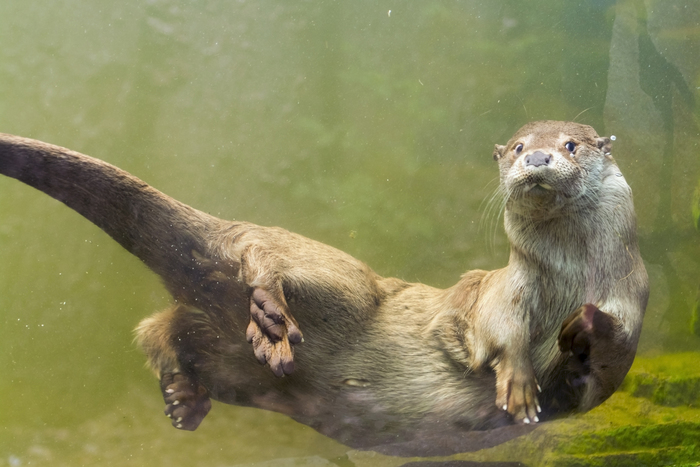 【画像】カワウソの泳ぎって龍みたいじゃない？