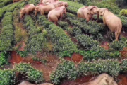 【画像】茶畑を占領する象がヤバいｗｗｗｗｗｗｗ